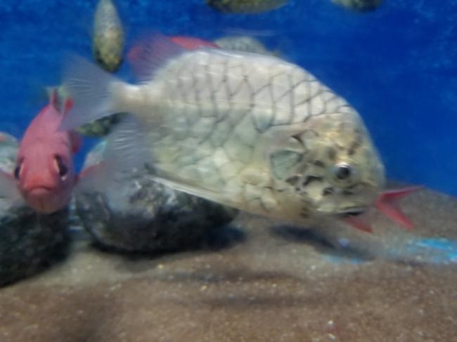 マツカサウオ