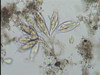 微生物 微生物