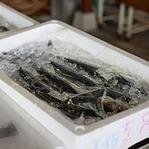 海の駅 シーサイドマート 玉野魚市場の写真