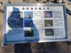 赤松池 鳥紹介看板