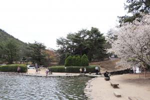 赤松池桜