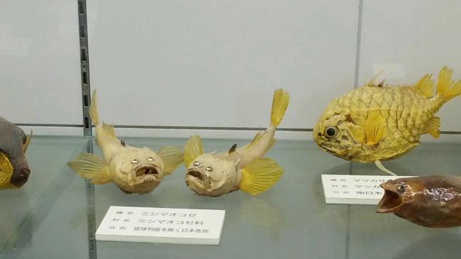 ミシマオコゼ剥製